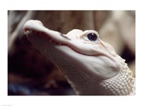Albino Alligator - various sizes - $29.99