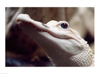 Albino Alligator Fine Art Print