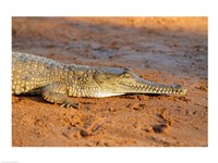 High angle view of an Australian Freshwater Crocodile Fine Art Print