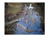 High angle view of crocodiles in a pool of water Fine Art Print