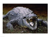 Close-up of an American Crocodile Open Mouth Fine Art Print