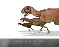 Aucasaurus - various sizes