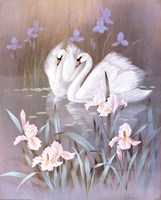 Swans With Waterlilies Framed Print