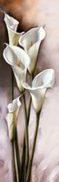 CALLAS GRACIEUX I Fine Art Print