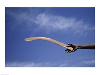 Throwing Non- Return, Fighting Boomerang, Australia Fine Art Print