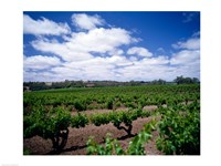 Panoramic view of vineyards, Barossa Valley, South Australia, Australia Fine Art Print