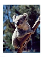 Koala on a tree branch, Australia (Phascolarctos cinereus) Fine Art Print