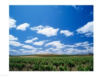 Panoramic view of vineyards, Barossa Valley, South Australia, Australia Fine Art Print