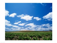 Panoramic view of vineyards, Barossa Valley, South Australia, Australia - various sizes
