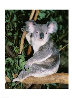 Koala sitting on a tree branch, Lone Pine Sanctuary, Brisbane, Australia (Phascolarctos cinereus) Fine Art Print