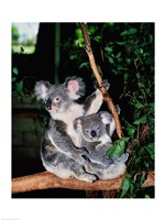 Koala and its young sitting in a tree, Lone Pine Sanctuary, Brisbane, Australia (Phascolarctos cinereus) Fine Art Print