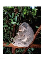 Koala hugging its young, Lone Pine Sanctuary, Brisbane, Australia (Phascolarctos cinereus) Fine Art Print