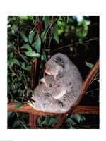 Koala hugging its young, Lone Pine Sanctuary, Brisbane, Australia (Phascolarctos cinereus) - various sizes, FulcrumGallery.com brand