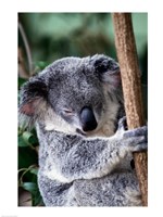 Koala Bear Australia - various sizes, FulcrumGallery.com brand