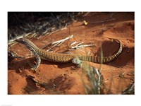 High angle view of a goanna, Australia Fine Art Print