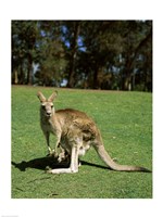 Kangaroo carrying its young in its pouch, Australia Fine Art Print