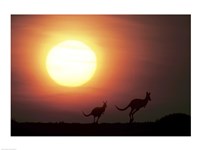 Kangaroos Australia Fine Art Print