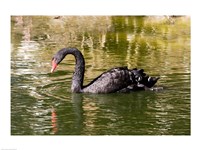 Black swan (Cygnus atratus) swimming in a pond, Australia Fine Art Print