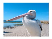Close-up of a pelican, Eyre Peninsula, Australia Fine Art Print