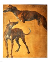 Study of Greyhounds Fine Art Print