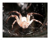 Spider In Web Fine Art Print