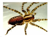 Spider Close Up Fine Art Print