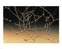 Water Drops on Spiderweb Fine Art Print