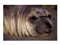 Seal - close Fine Art Print