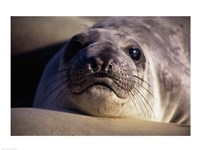 Seal - photo Fine Art Print