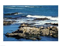 Seals on rocks at the coast, California, USA Fine Art Print