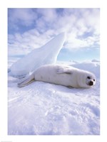 Seal - laying Fine Art Print