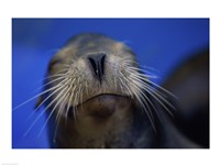Close-up of a California Sea Lion swimming in water Fine Art Print