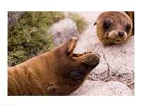 Close-up of two Sea Lions relaxing on rocks, Ecuador Fine Art Print