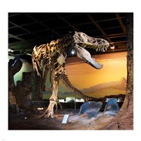 Tyrannosaurus Fossil Reproduction Fine Art Print