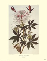 Ruff-Necked Hummingbird Fine Art Print