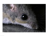 White-footed Mouse - up close Fine Art Print