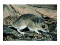 White-footed Mouse Fine Art Print