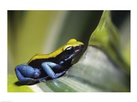 Close-up of Blue-Legged Mantella Frog - various sizes