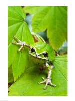 Close-up of a Green Tree Frog on a leaf Fine Art Print