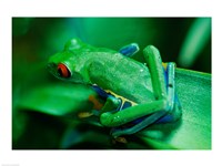 Red Eyed Tree Frog Fine Art Print
