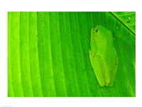 Green frog  hiding on a banana leaf, Costa Rica Fine Art Print