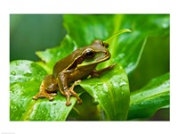 Close-up of a Tree frog on a leaf, Costa Rica Fine Art Print
