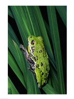 Close-up of a Barking Tree Frog resting on a leaf Fine Art Print