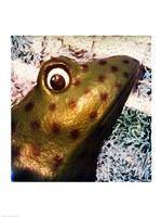 Profile of playground frog Fine Art Print