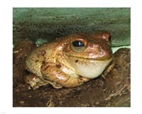 Cuban Tree Frog Fine Art Print