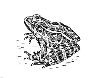 Frog Fine Art Print