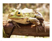 Frog on Bough Fine Art Print