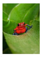 Poster Frog Fine Art Print