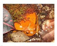 Tomato Frog Fine Art Print