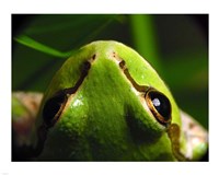 Tree Frog Fine Art Print